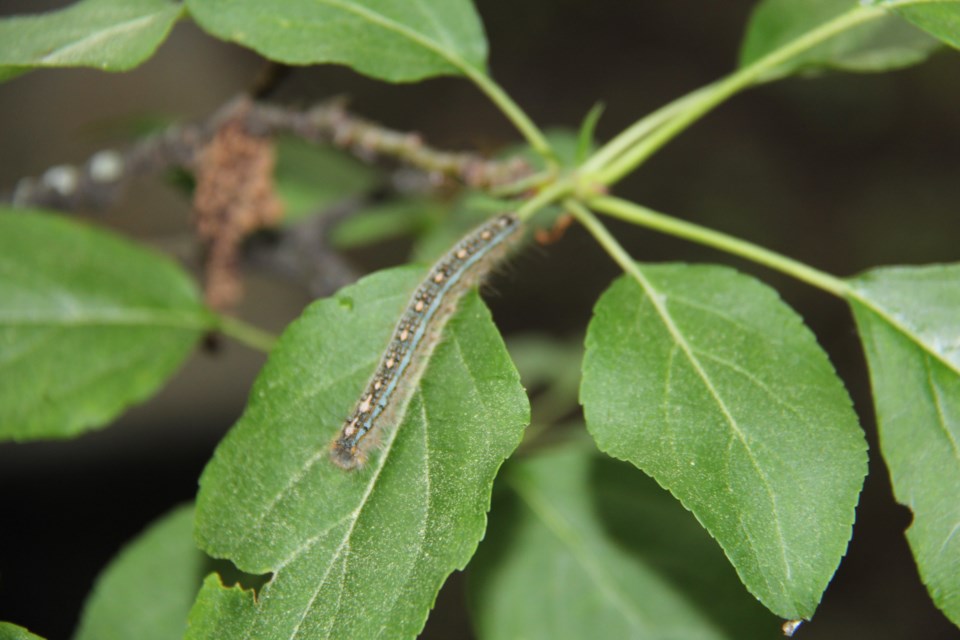 Tent caterpillars are back!  They form communal nests in the branches of trees. Photo by Jeff Turl.
