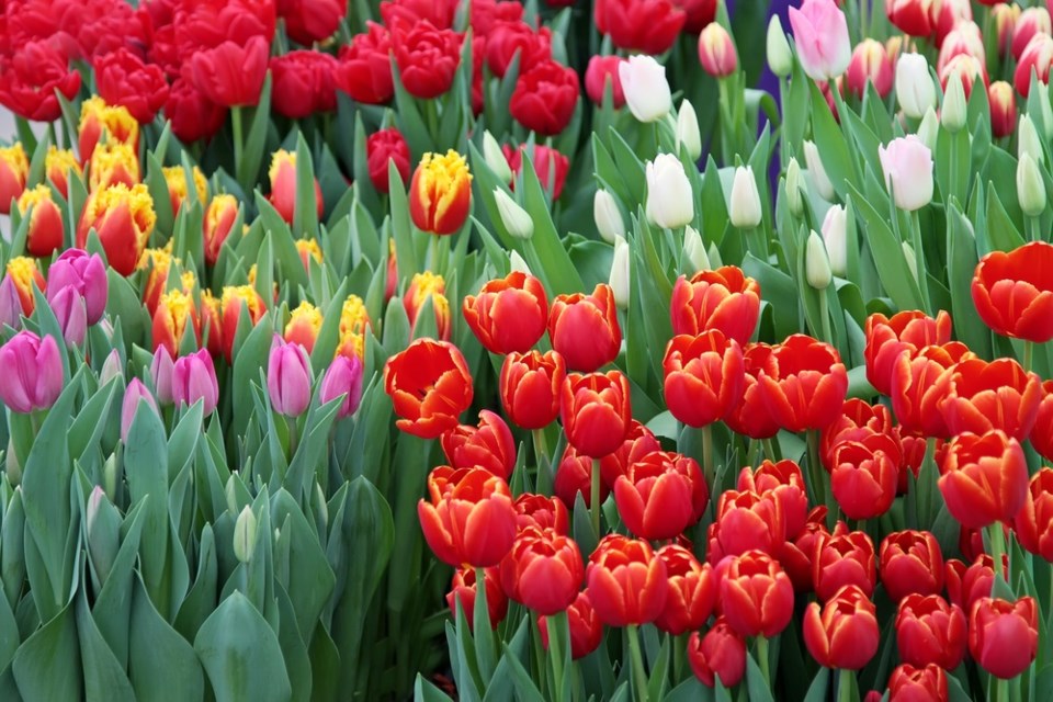 tulips shutterstock_386668918