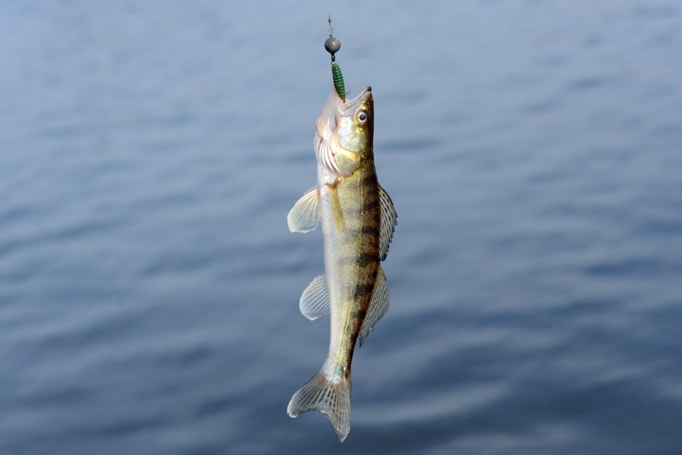 walleye on hook shutterstock_255212599 2016