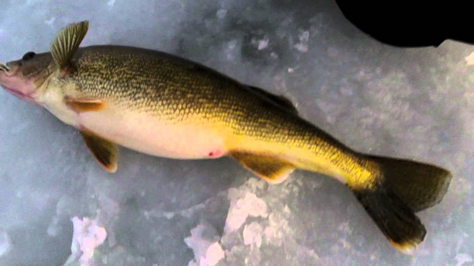 walleye on ice