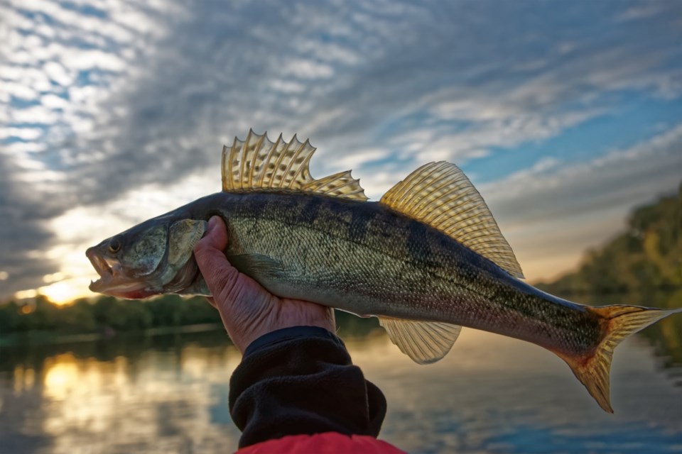 walleye shutterstock_344371439 2016