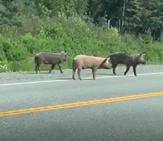 wild pigs temagami