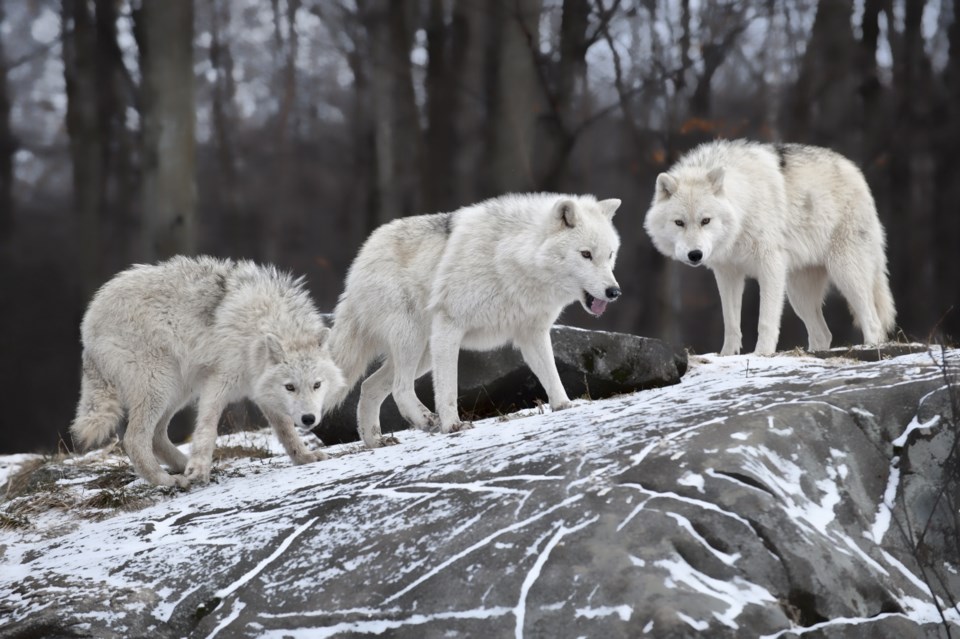 wolf pack AdobeStock_28649060 2017