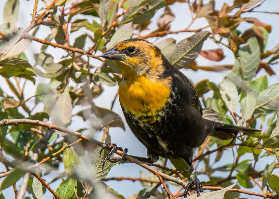 yellow-headed blackbird brad mcblain