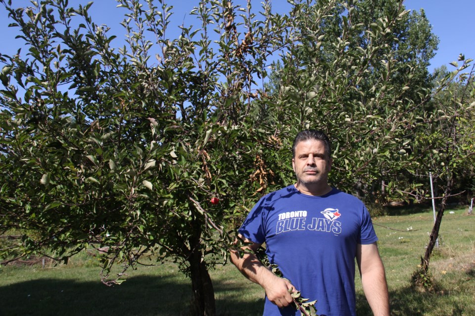 Italo Servello stands next to one of his apple trees that was hit by thieves. Jeff Turl/BayToday.
