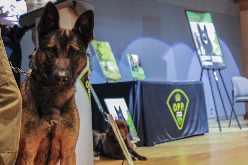 OPP canine 2025 calendar launched, proceeds go to charity Collingwood