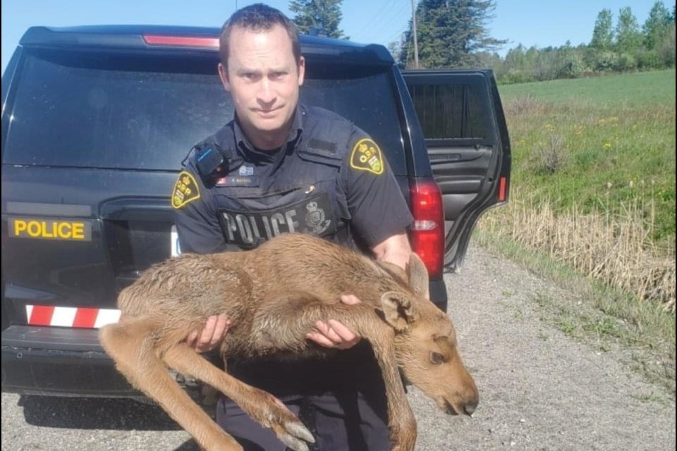 A Nipissing West OPP officer holds the injured baby moose.  Photo courtesy Northeast OPP.