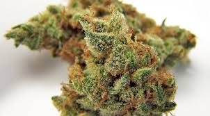 File photo. Cannabis marijuana 