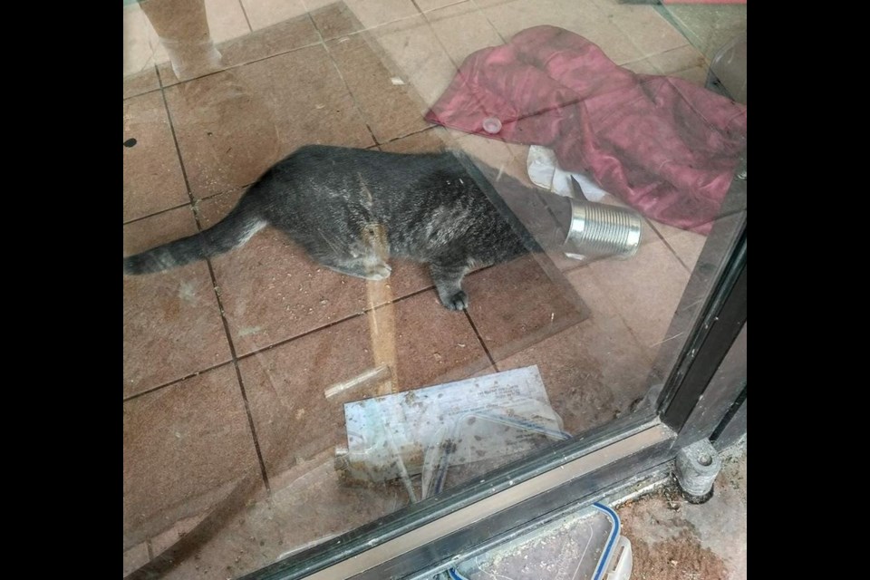 This photo shows the cat with a tin can stuck firmly over its head and unable to eat. Someone removed the can after smashing a hole in the front door. Note also that food has been provided on Tupperware lids slid under the door. Photo by Nicole Peltier.