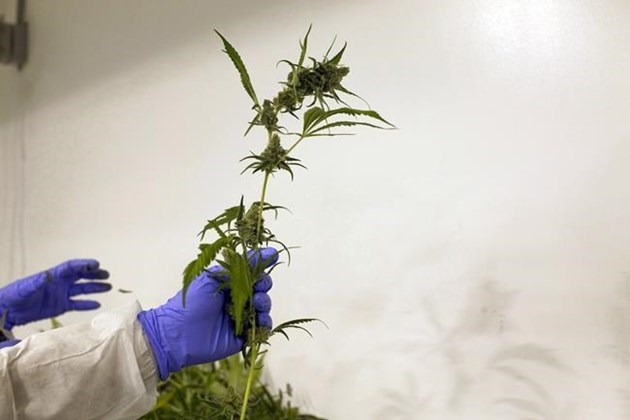 marijuana plant legal grow op 2017