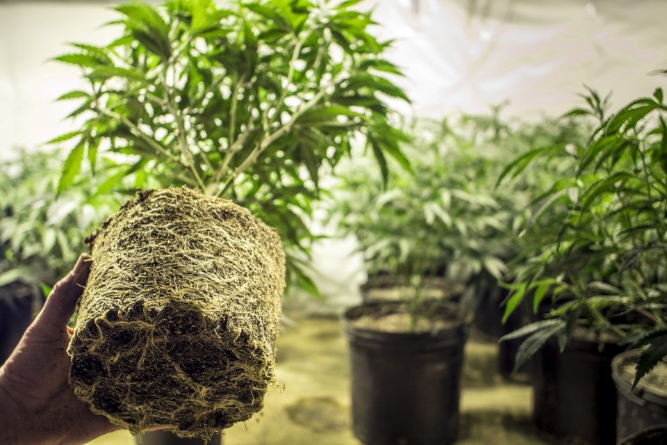 marijuana plants in pots AdobeStock_85696175 2017