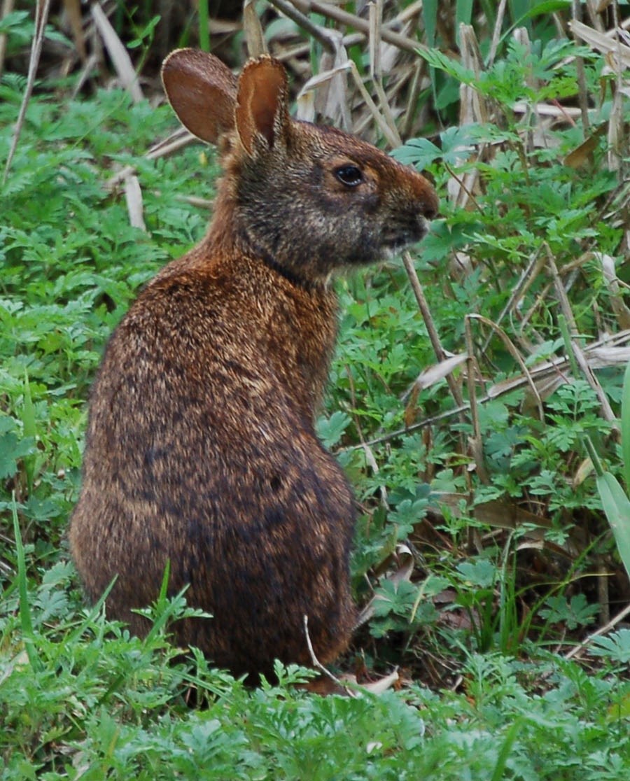 rabbit