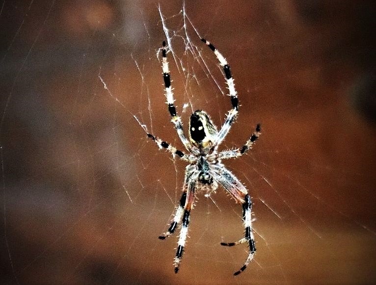 spider gazebo (2)