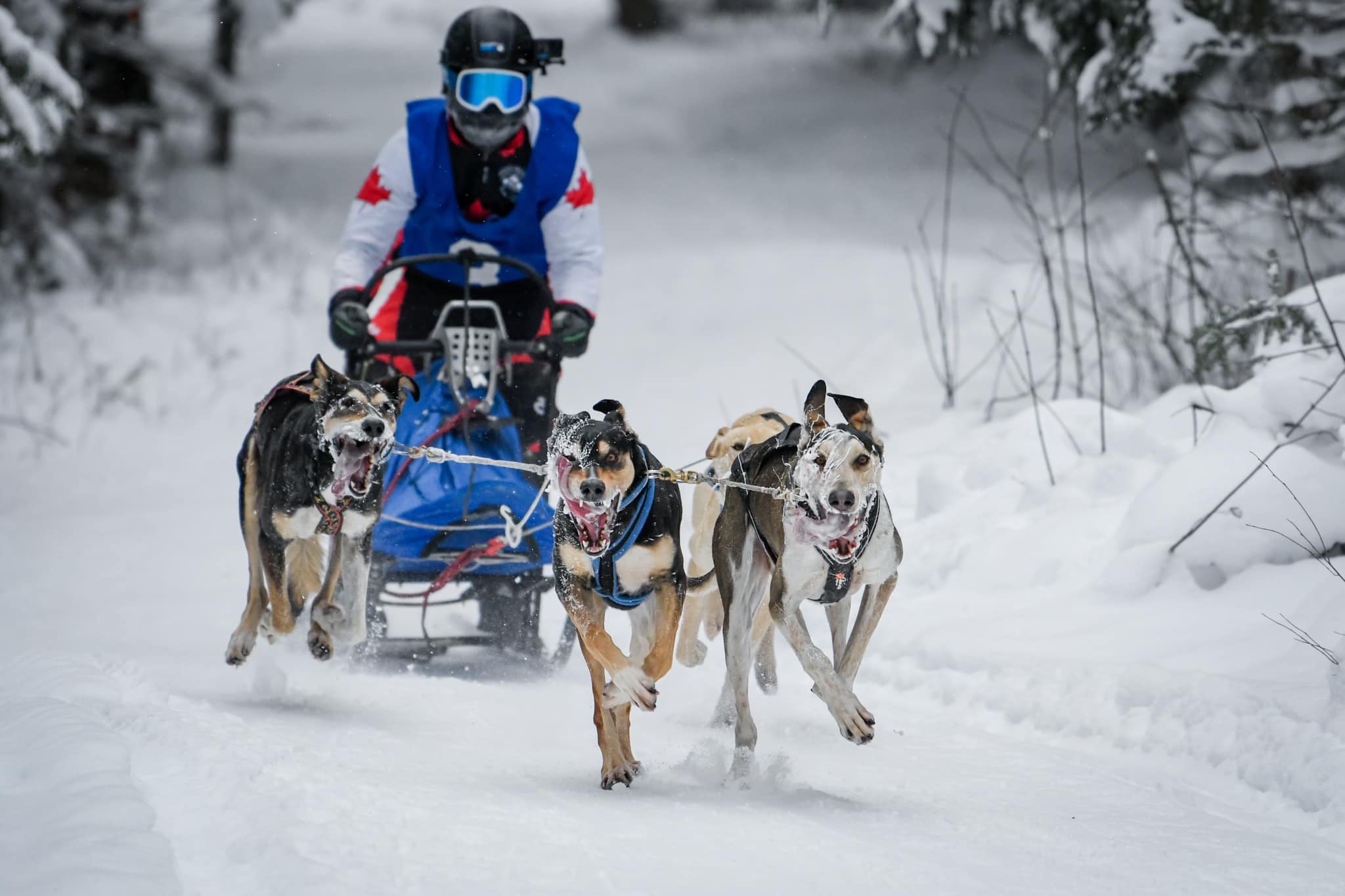 Sprint dog best sale sled