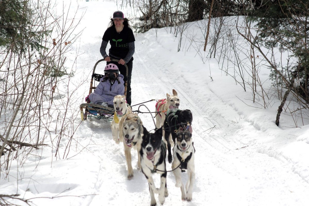 Dog shop sledding equipment