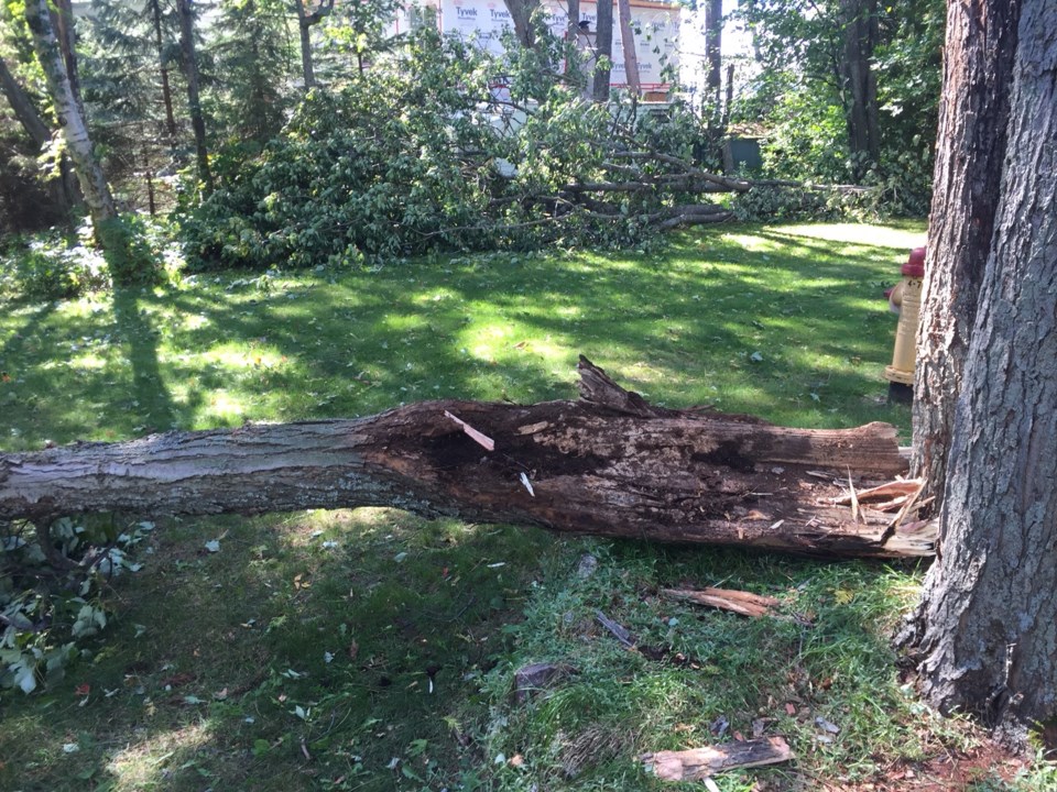 20180922 downed tree wind storm turl