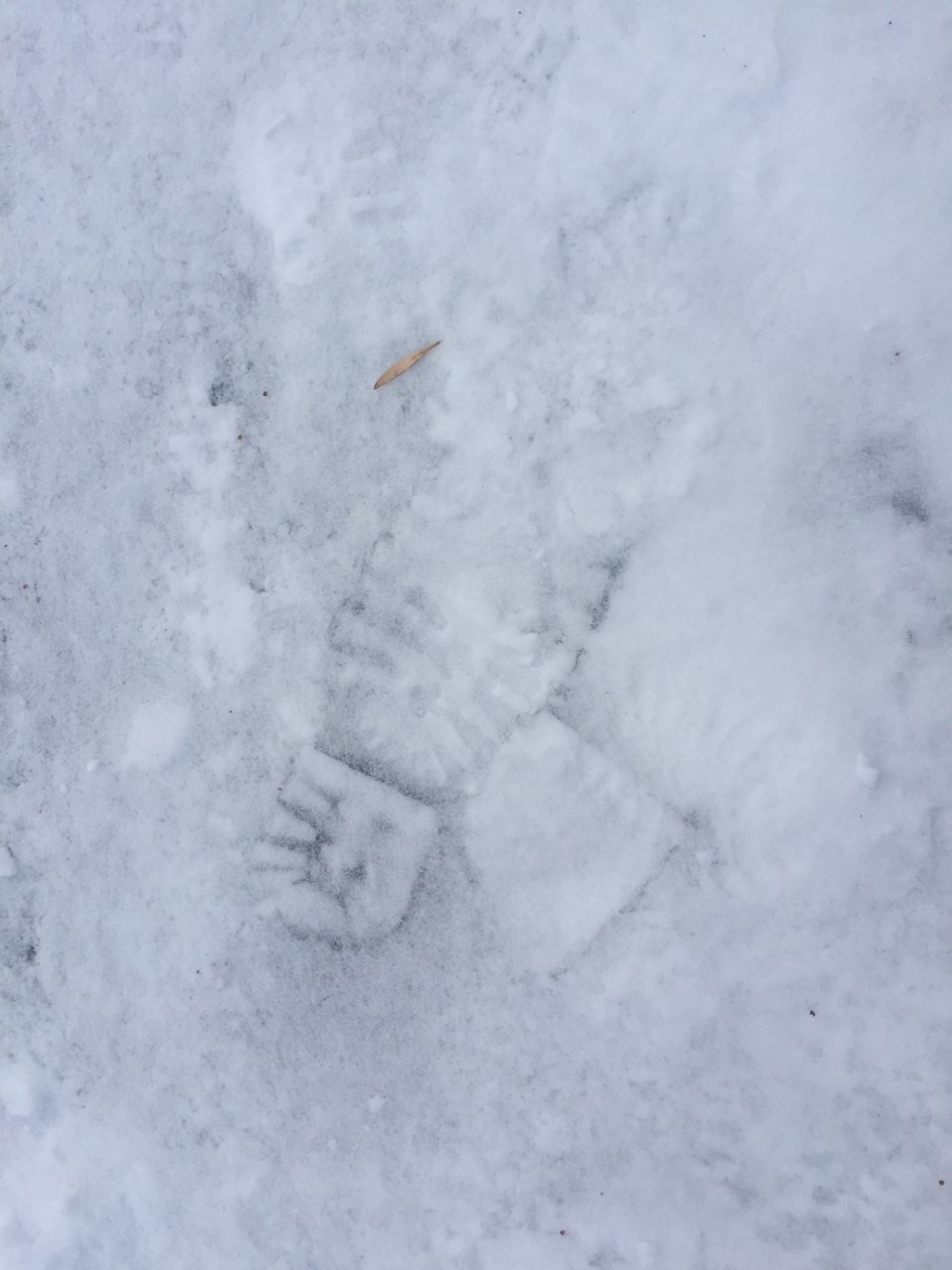 footprint in snow turl