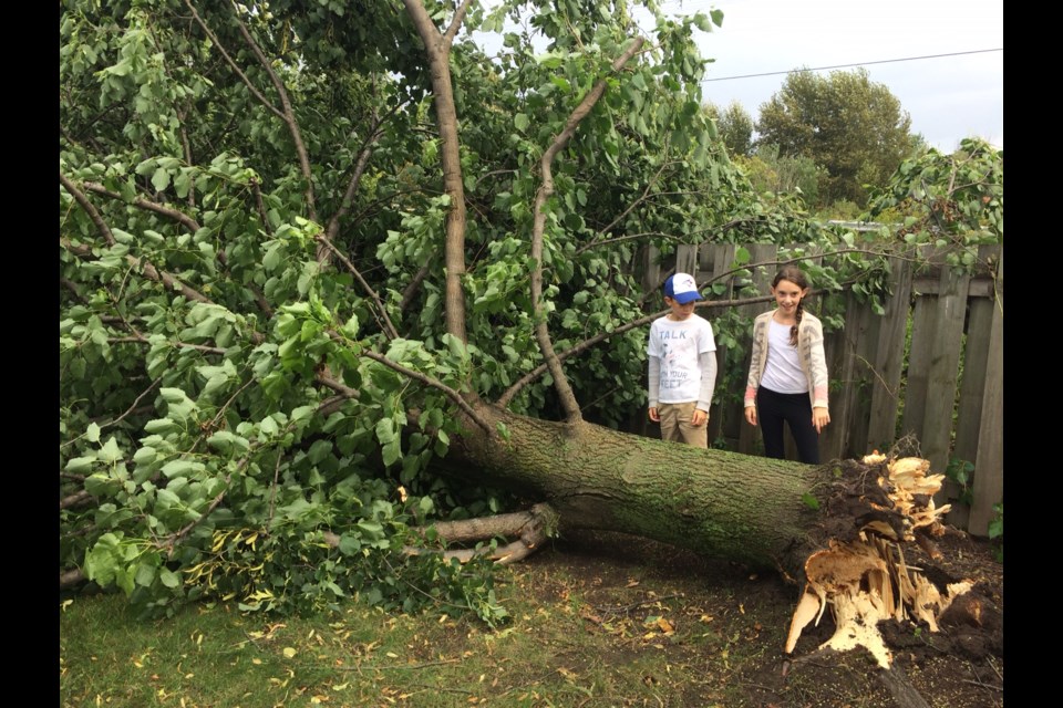 David Youngs (9) and Lauryn Youngs (11) check out a downed tree in the back yard at 15 Regent Court in West Ferris in North Bay. Photo by Jeff Turl. 