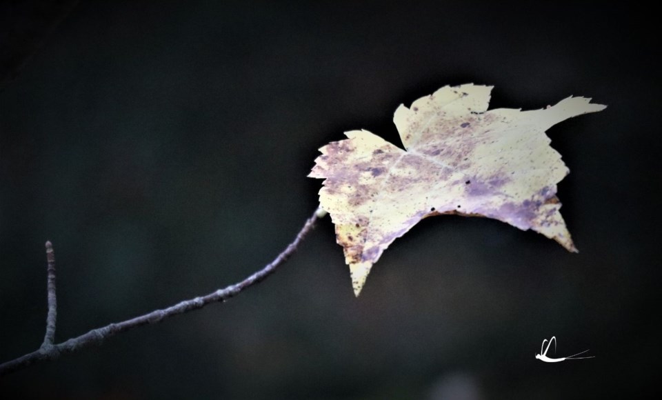 yellow leaf