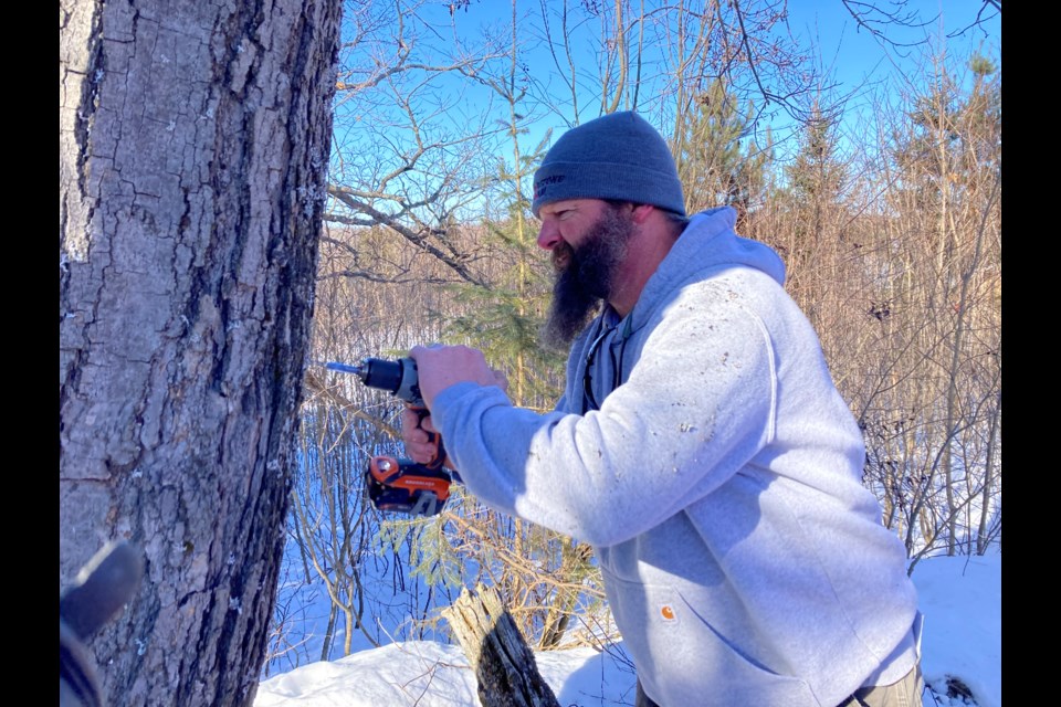 Andy Straughan co-owner of Sugarstone Farm-Maple Syrup demonstrates tapping technique.