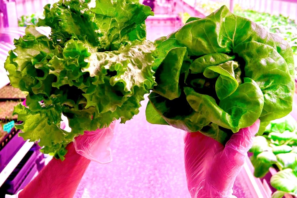 A sampling of the lettuce grown at Mnogin Greenhouse