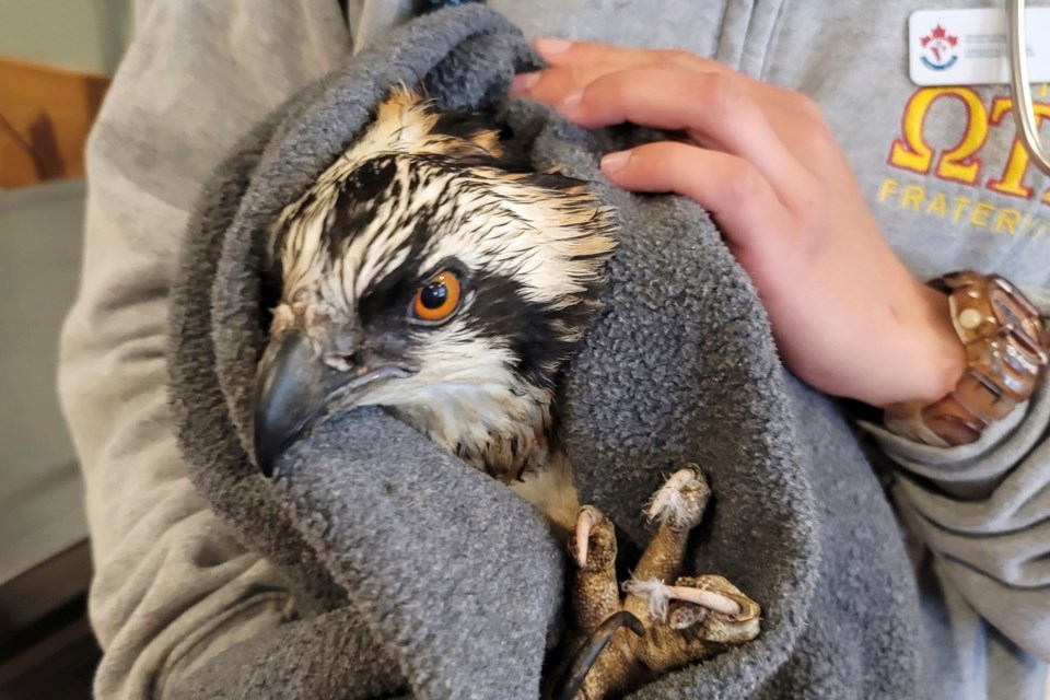 Despite the best efforts of all, one of the rescued ospreys was put down, and the other might not make it