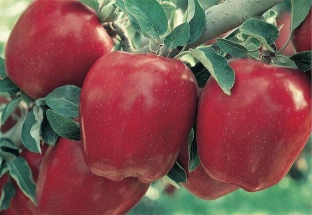apples-castanet-file-photo