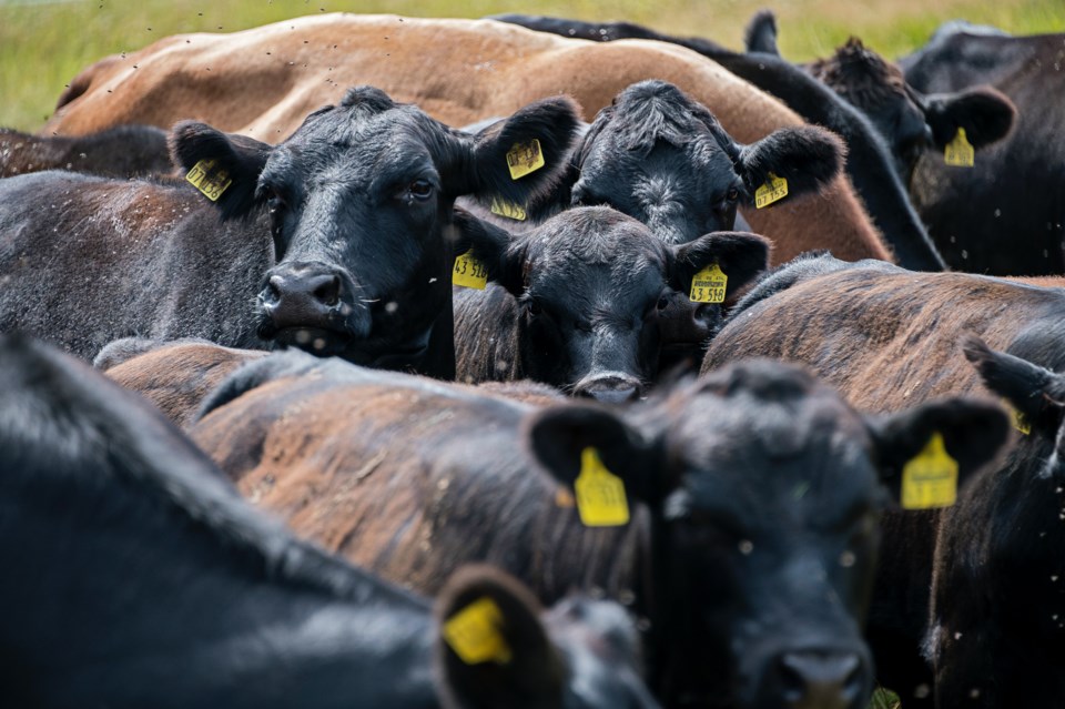 beef-cattle-credit-etienne-girardet-unsplash