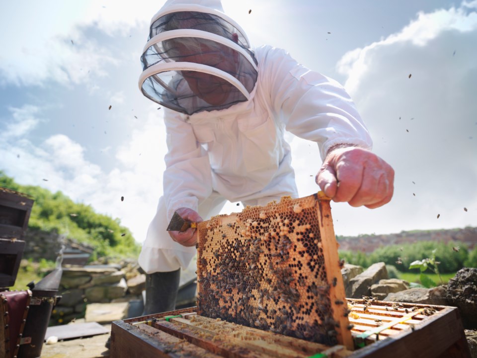 beekeeper-bees-beekeeping-monty-rakusen-digitalvision-getty-images