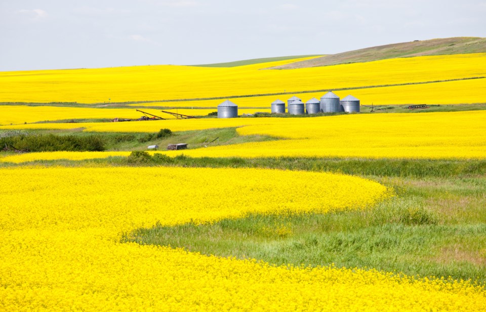 canola-field-alberta-imaginegolf-eplus-gettyimages