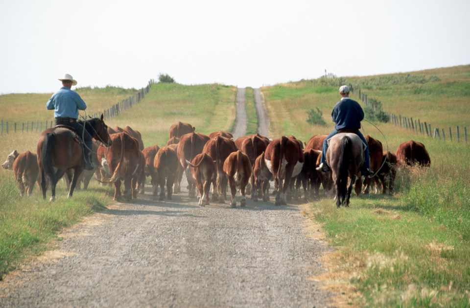 cattle-dave-g-houser-corbis-documentary-gettyimages-521649410