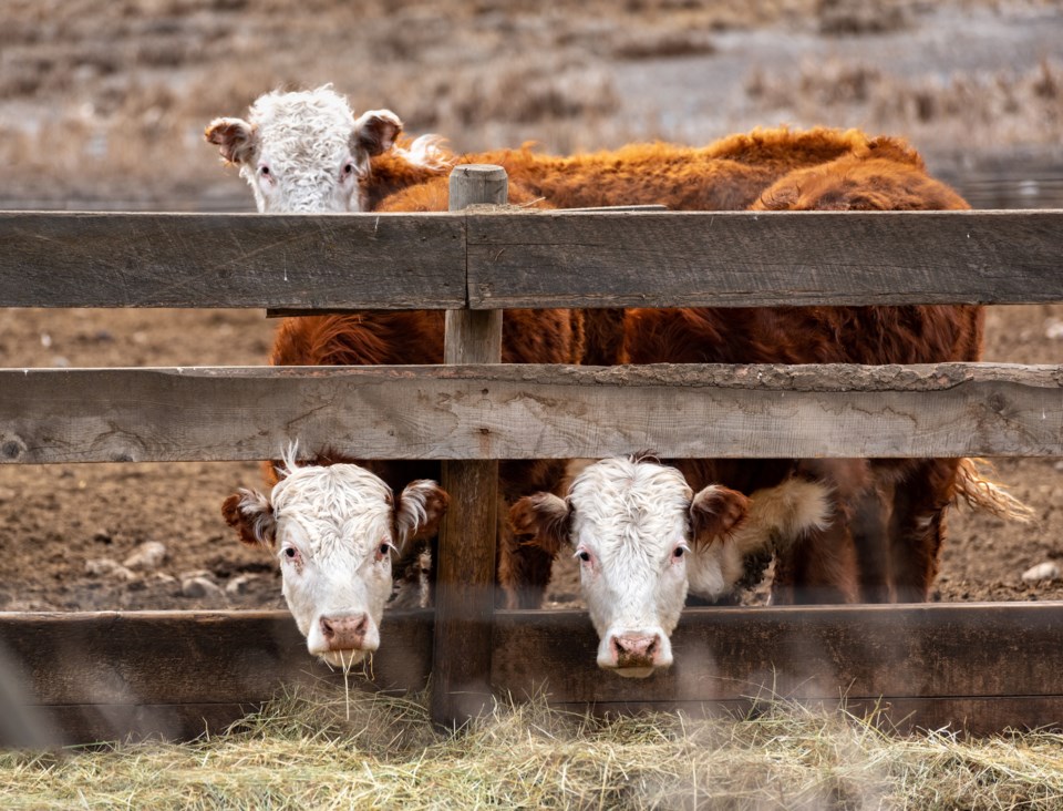 cattle-kamloops-bc-credit-peter-olsen-photography-moment-getty-images