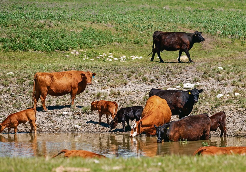 cattle-trouble-436215-june23-2023-cattle-greaze-in-a-pasture-west-of-nanton-credit-mike-sturk-western-producer