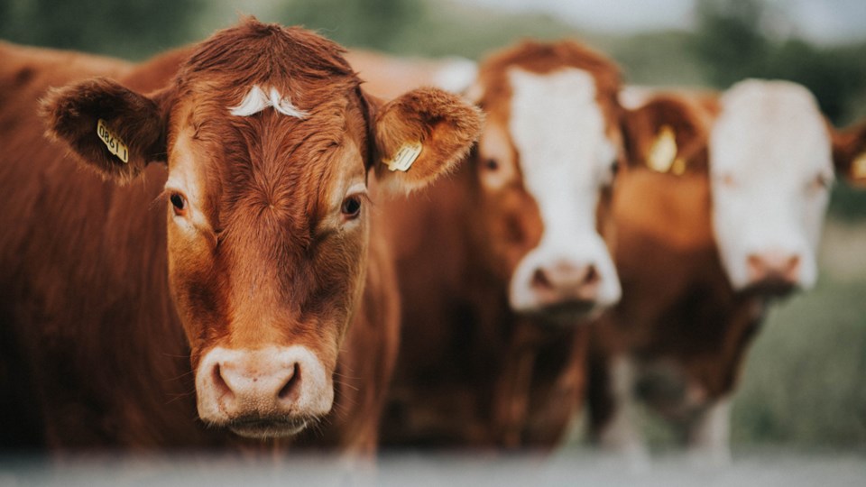 Cattle-web-Catherine Falls Commercial-Moment-Getty Images