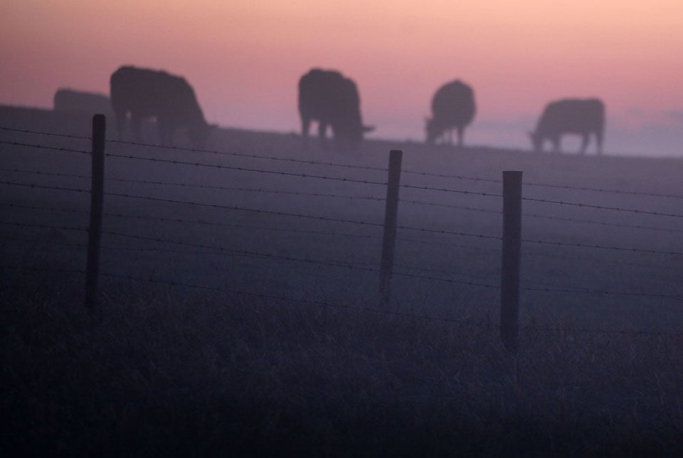 cattle-western-producer