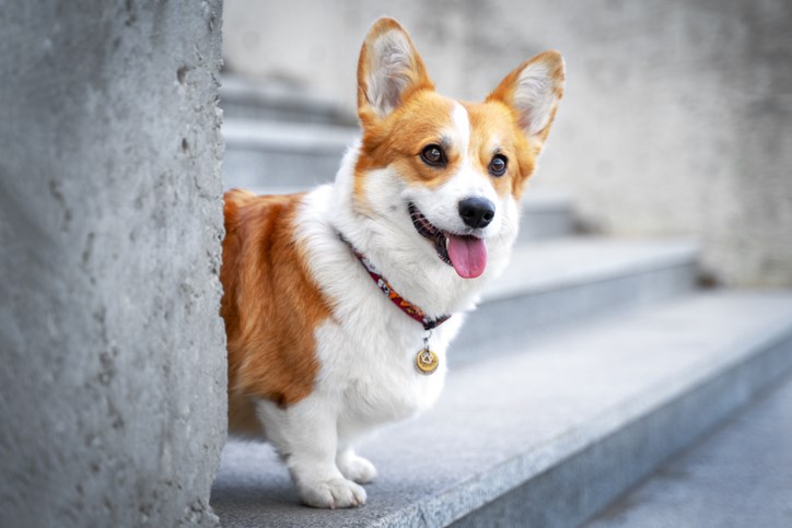 Corgi-Irina-Meshcheryakova-iStock-Getty Images Plus