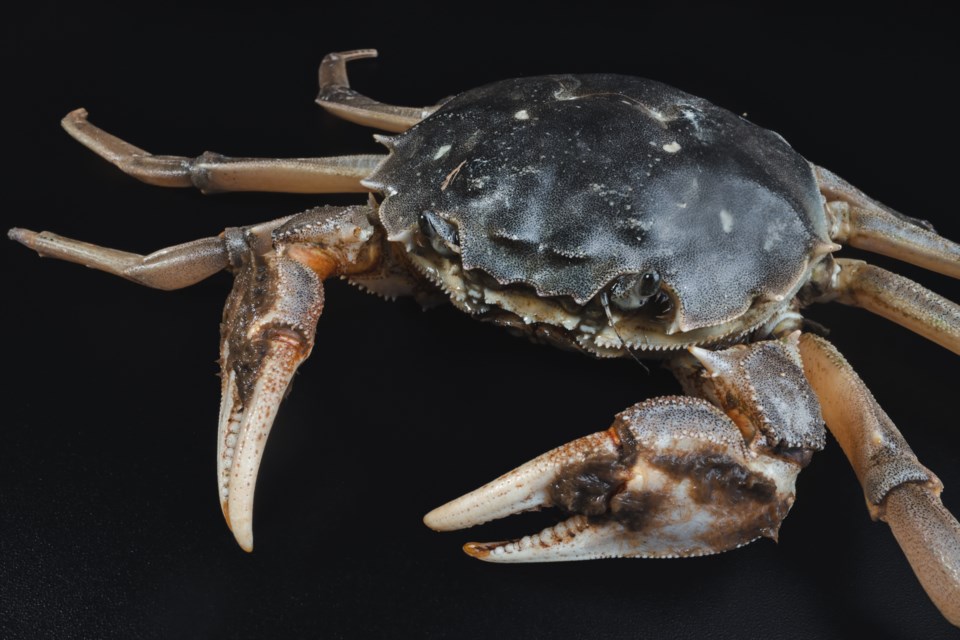 crab-shells-xuanyu-han-moment-gettyimages