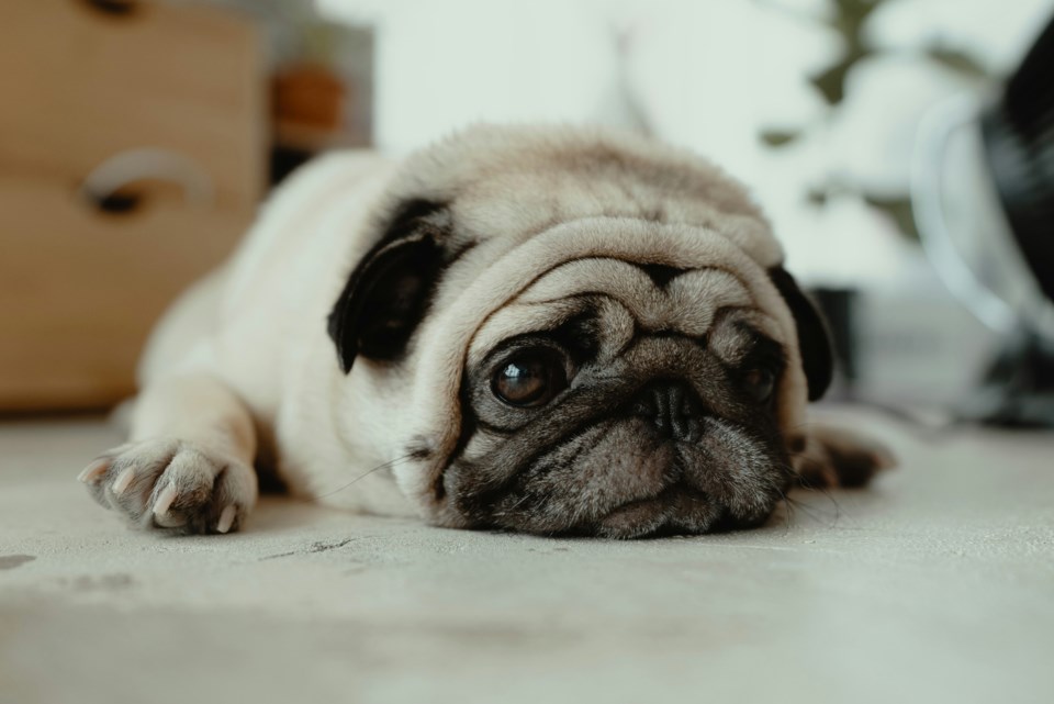 dog-credit-jc-gellidon-unsplash