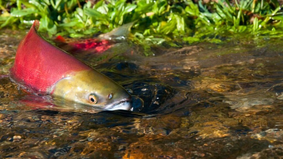 fish-farm-salmon-river-coast-provinceofbcflickr-33