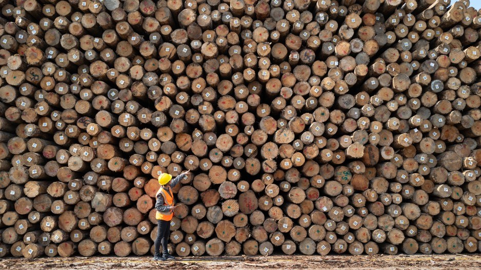 forestry-forest-logs-xuwumomentgettyimages22
