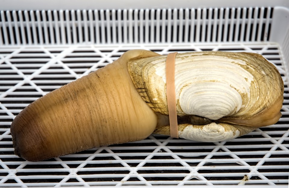 geoduck-chung-chow