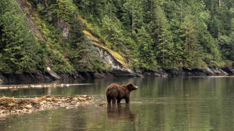 great-bear-rainforest-bobbushphoto-eplus-gettyimages-99