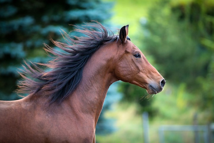 Horse-Alexia Khruscheva-iStock-Getty Images Plus
