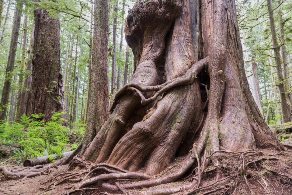 Giant-cedar-nearPortRenfrew-credit AutumnSkyPhotographyGettyImages
