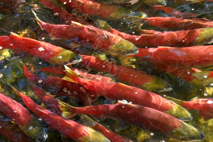 Sockeye-salmon-creditBirdImagesGettyImages