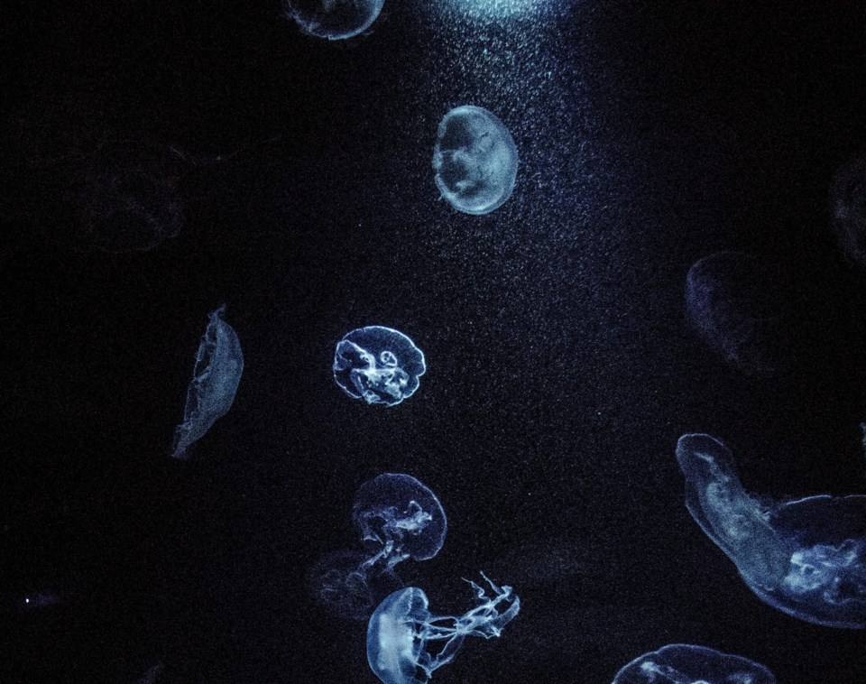 jellyfish-credit-connor-carruthers-unsplash