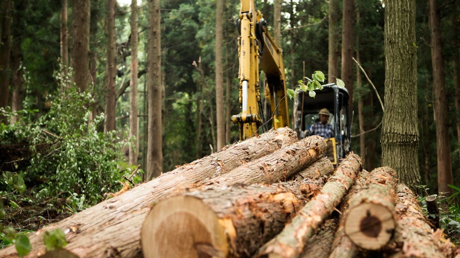 logging-taiyounomachigettyimages