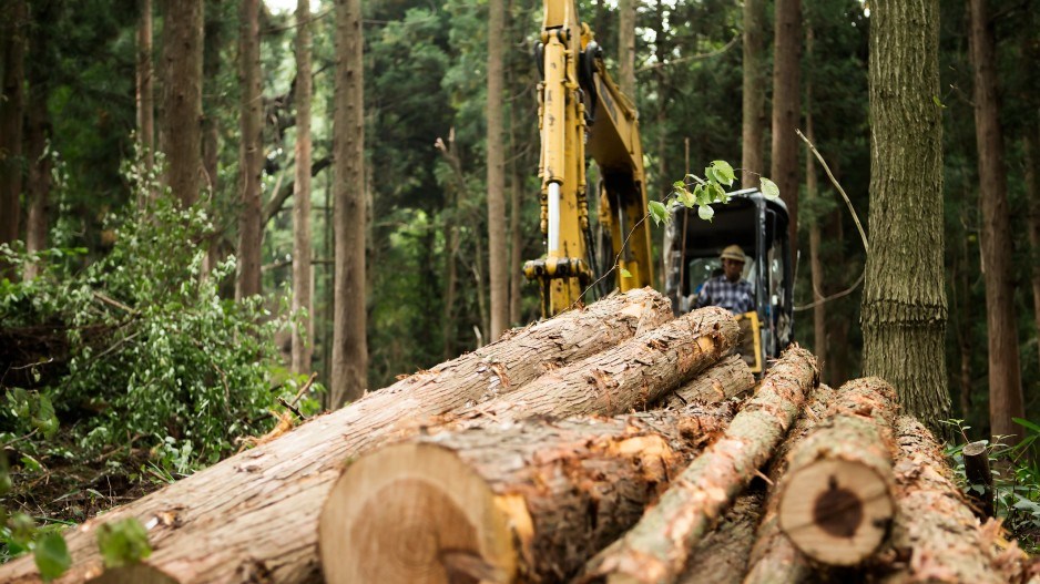 logging-taiyounomachigettyimages