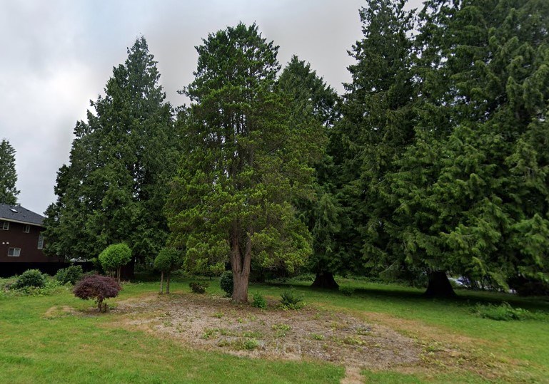 pet-cemetary-google