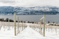B.C. wineries get creative after brutal winter